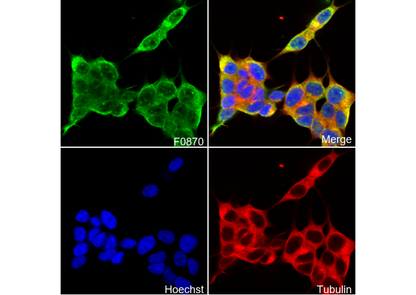 SMN Antibody