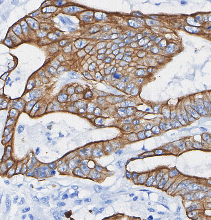 B7-H3 Antibody