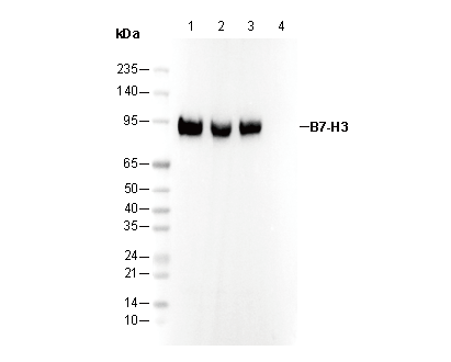B7-H3 Antibody