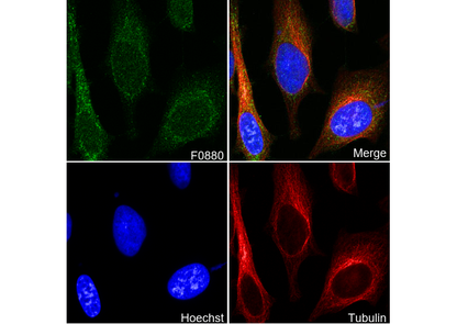 C1QBP Antibody