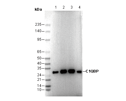 C1QBP Antibody