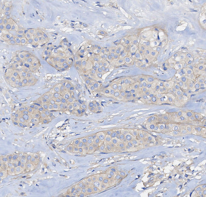 Enolase-2 Antibody
