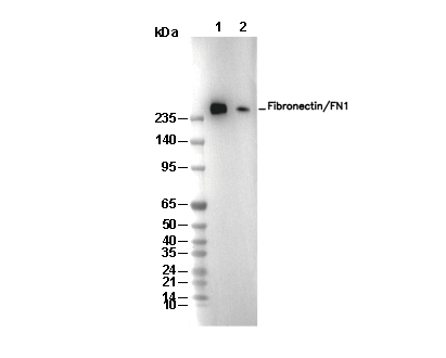 Fibronectin/FN1 Antibody