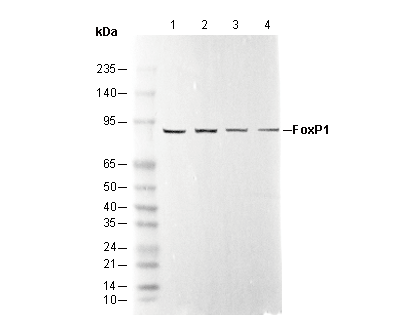 FoxP1 Antibody