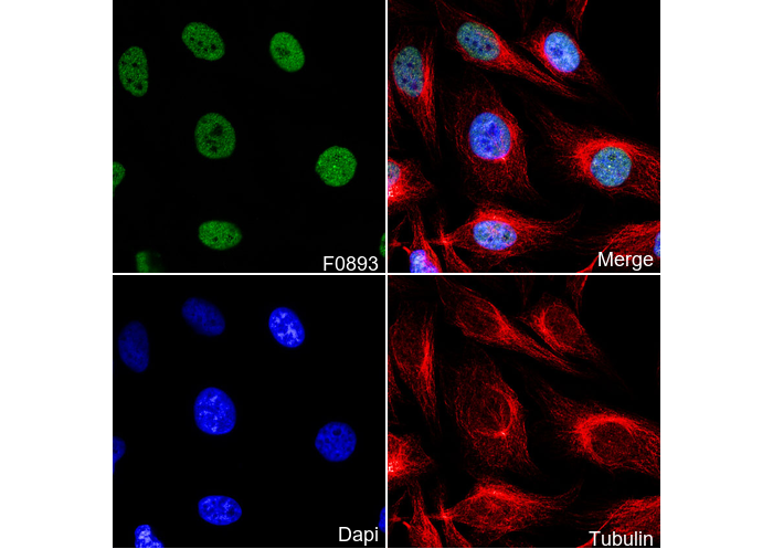 JunD Antibody