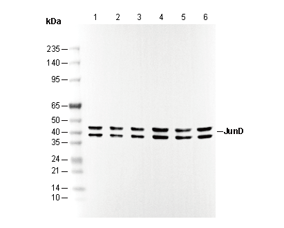 JunD Antibody