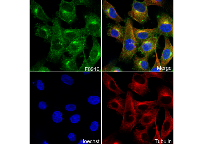 TRAF1 Antibody