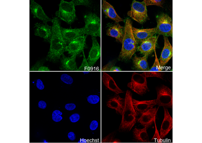 TRAF1 Antibody
