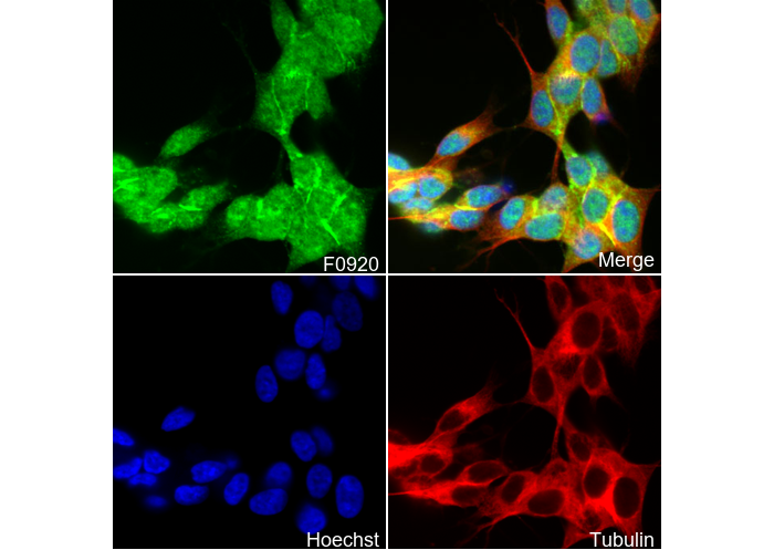 α-N-Catenin Antibody