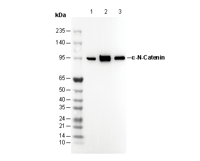 α-N-Catenin Antibody