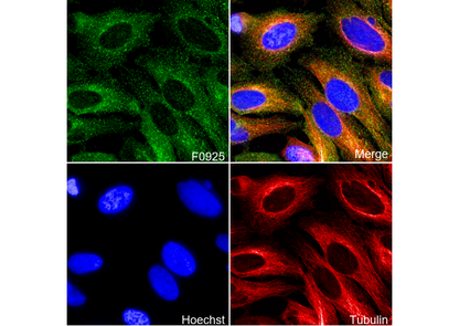 Clathrin Heavy Chain Antibody