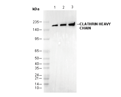 Clathrin Heavy Chain Antibody
