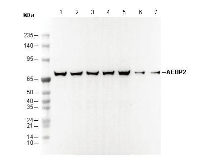AEBP2 Antibody