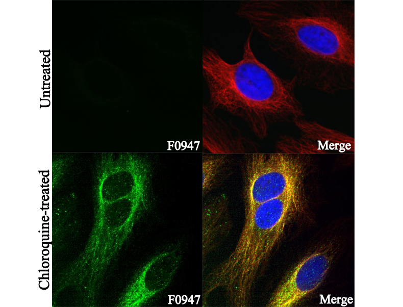 GABARAPL1 Antibody