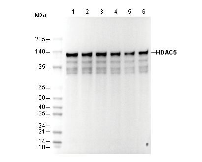 HDAC5 Antibody