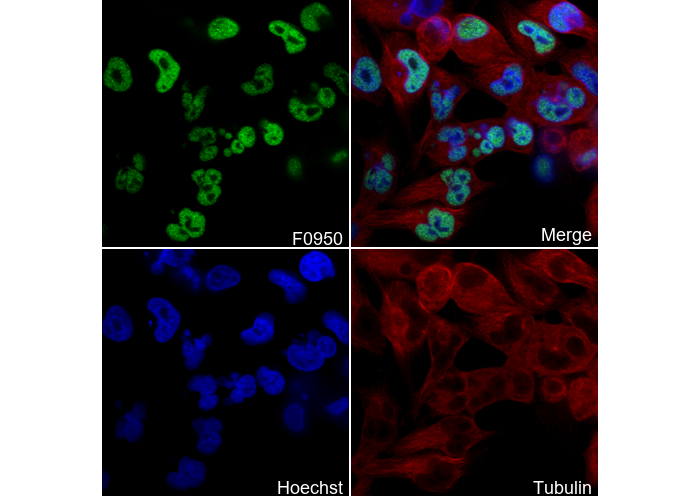 MyoD1 Antibody