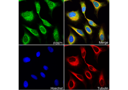 EB1 Antibody
