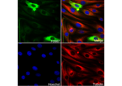 Calponin 1 Antibody