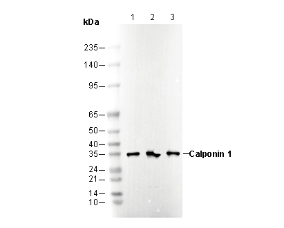 Calponin 1 Antibody