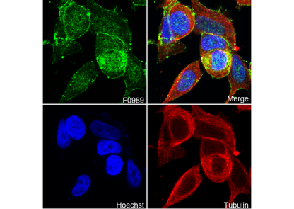 Claudin 3 Antibody