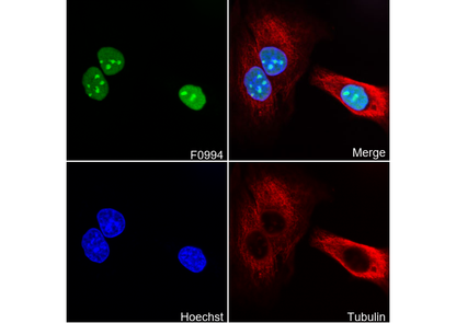 HMGB2 Antibody