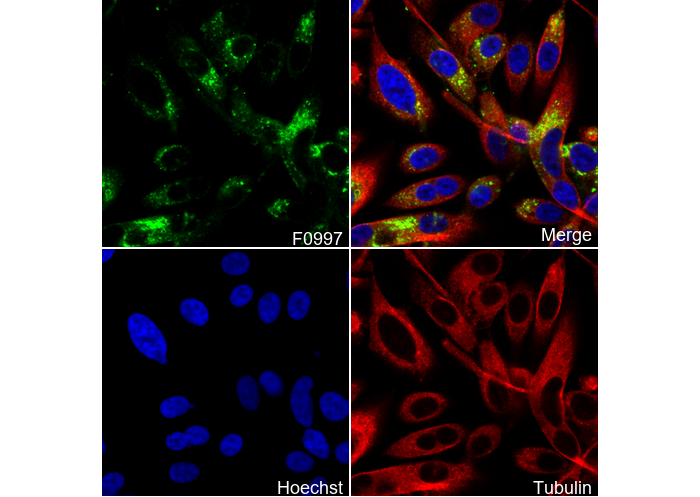 LAMP2 Antibody