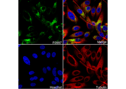 LAMP2 Antibody