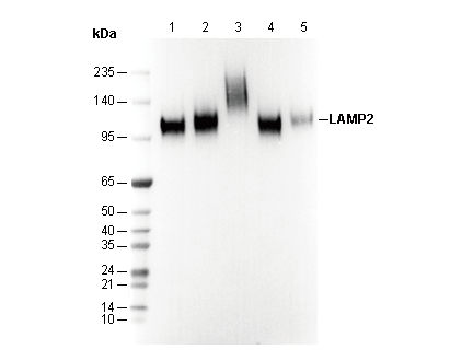 LAMP2 Antibody