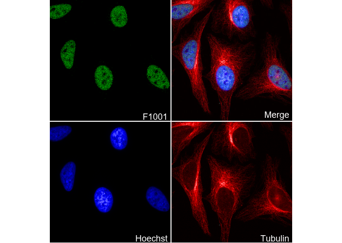 MLH1 Antibody