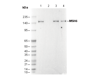 MSH6 Antibody