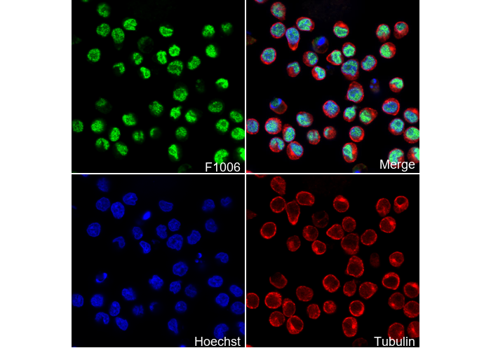 PAX5 Antibody