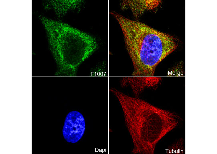 PCK2 Antibody
