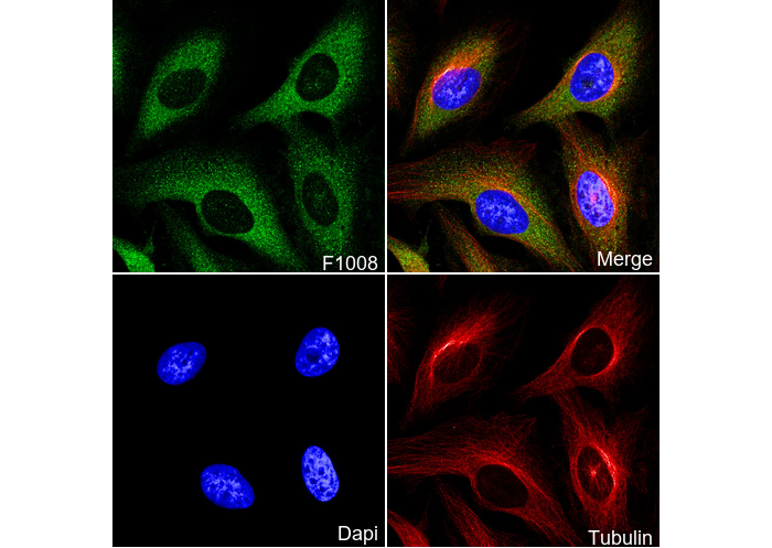 PKCα Antibody