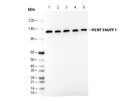 RENT1/hUPF1 Antibody