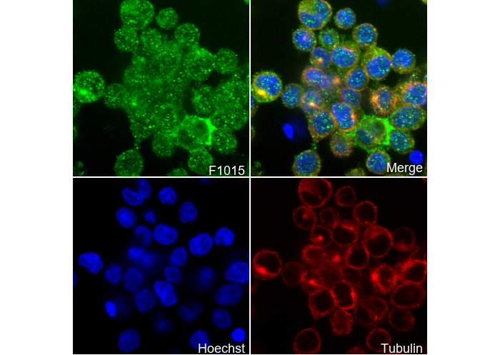 SOS1 Antibody