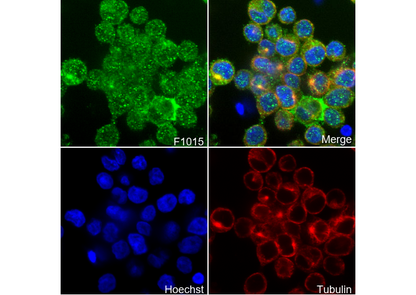 SOS1 Antibody