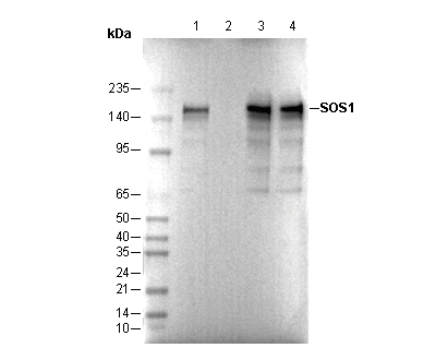 SOS1 Antibody