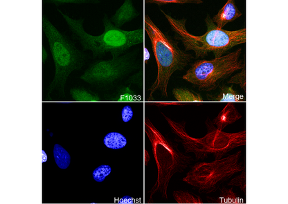 Cyclin A2 Antibody