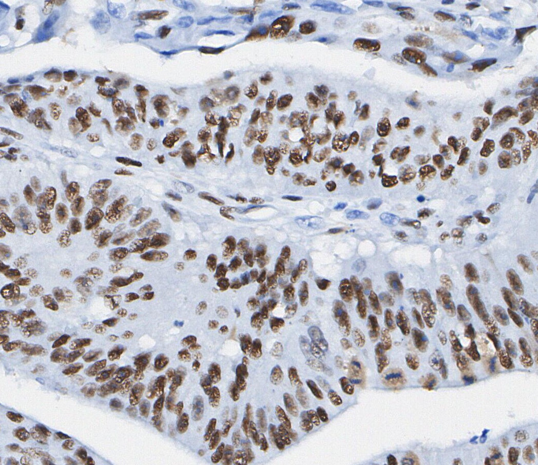 Cyclin A2 Antibody