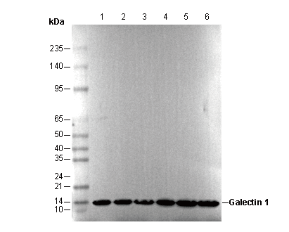 Galectin 1 Antibody