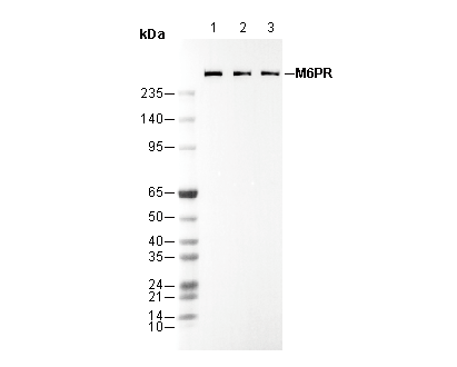 M6PR (cation independent) Antibody