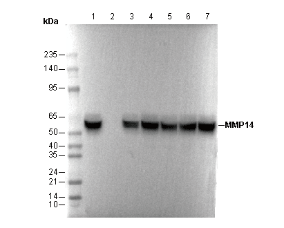 MMP14 Antibody