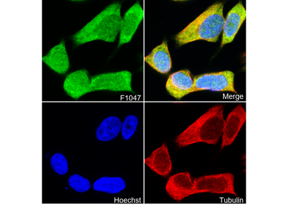 PARK7/DJ1 Antibody