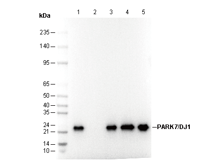 PARK7/DJ1 Antibody