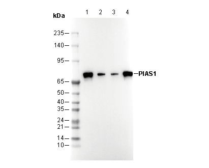 PIAS1 Antibody