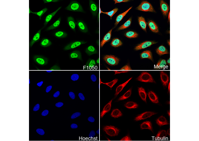 RBX1 Antibody