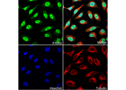RBX1 Antibody