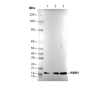 RBX1 Antibody