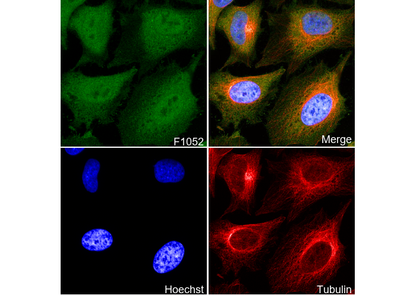Smad5 Antibody