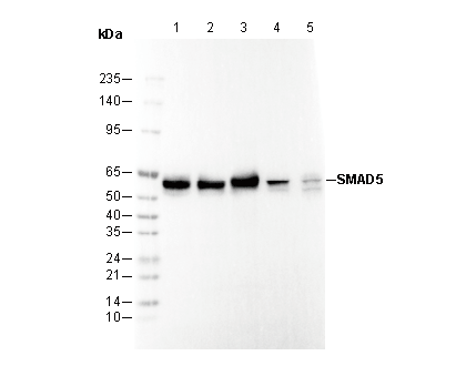 Smad5 Antibody
